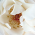 Alb - Trandafir pentru straturi Grandiflora - Floribunda - White Queen Elizabeth